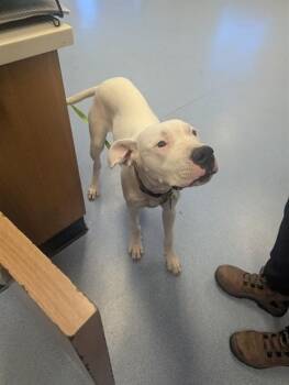KAWI -  Dogo Argentino and Mixed Breed Dog for Adoption in San Jose, California - KAWI | PetCurious
