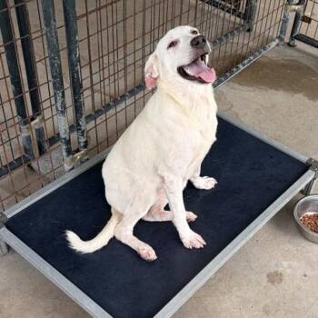 Snow -  Labrador Retriever Dog for Adoption in Livingston, Texas - Snow | PetCurious