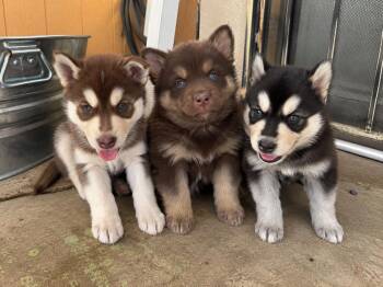 Fig, Huck and Banjo -  Siberian Husky and German Shepherd Dog Dog for Adoption in Cerritos, California - Fig, Huck And Banjo | PetCurious