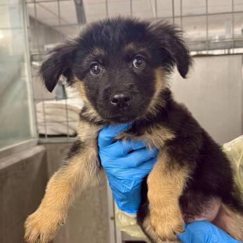 German Shepherd Dog Dogs Available for Adoption in Hillside, Illinois - Newton CA | PetCurious