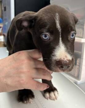 Mollie -  Labrador Retriever and Mixed Breed Dog for Adoption in Gainesville, Florida - Mollie | PetCurious