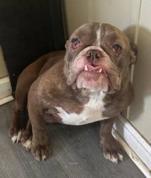 Truffle -  American Bulldog and Mixed Breed Dog for Adoption in West Memphis, Arkansas - Truffle | PetCurious