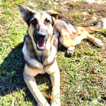 Rescue German Shepherd Dog and Hound Dogs for Adoption in Sheridan, Arkansas - Lauren | PetCurious