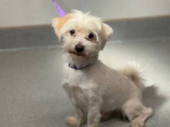 Rescue Maltese and Mixed Breed Dogs for Adoption in Rancho Cucamonga, California - UNKNOWN | PetCurious
