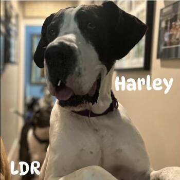 Rescue Great Dane Dogs for Adoption in Lone Oak, Texas - Harley | PetCurious