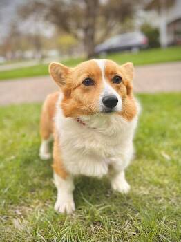 Corgi Dogs Available for Adoption in Alden, New York - Lulu | PetCurious