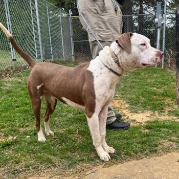 Pit Bull Terrier Dogs Available for Adoption - Chunk | PetCurious