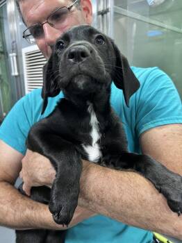 Chakra -  Hound Dog for Adoption in Elmsford, New York - Chakra | PetCurious