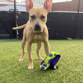 Oatmeal -  Mixed Breed Dog for Adoption in Pittsburgh, Pennsylvania - Oatmeal | PetCurious