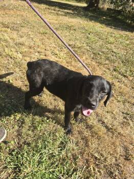 Rescue Labrador Retriever Dogs for Adoption in Zaleski, Ohio - Luke | PetCurious