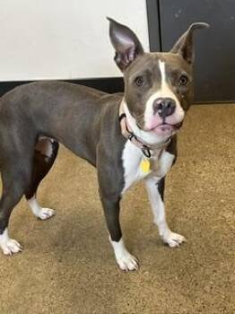 Sweetie -  Pit Bull Terrier Dog for Adoption in Cleveland, Ohio - Sweetie | PetCurious