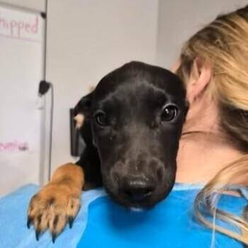 Billie -  Australian Cattle Dog Blue Heeler Dog for Adoption in Bolivar, Missouri - Billie | PetCurious