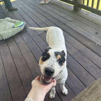 Rescue Treeing Walker Coonhound and Pit Bull Terrier Dogs for Adoption in Lynchburg, Virginia - Olive | PetCurious