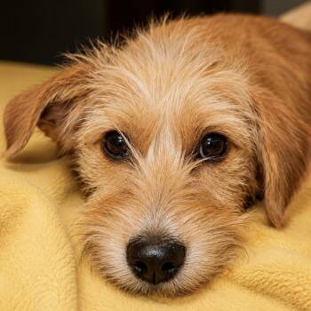 Fergie -  Wirehaired Terrier Dog for Adoption in Shinnston, West Virginia - Fergie | PetCurious