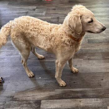 Prada -  Golden Retriever and Standard Poodle Dog for Adoption in Sequatchie, Tennessee - Prada | PetCurious