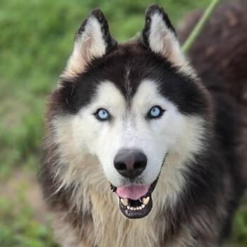 Havoc JuM -  Alaskan Malamute and Siberian Husky Dog for Adoption in Austin, Texas - Havoc JuM | PetCurious
