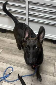 JAMES -  German Shepherd Dog Dog for Adoption in Redlands, California - JAMES | PetCurious