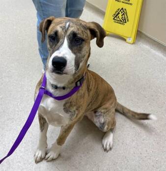 Pit Bull Terrier and Siberian Husky Dogs Available for Adoption - CAROLINA | PetCurious