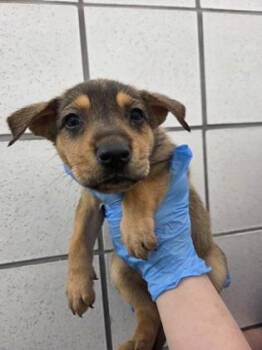 Siberian Husky and Mixed Breed Dogs Available for Adoption in El Paso, Texas - 60667721 | PetCurious