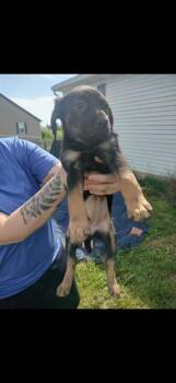 Marley -  Labrador Retriever and Mixed Breed Dog for Adoption in Cincinnati, Ohio - Marley | PetCurious