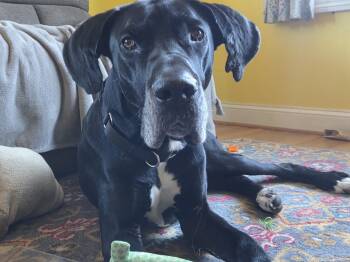 Jude -  Great Dane Dog for Adoption in Pine Beach, New Jersey - Jude | PetCurious