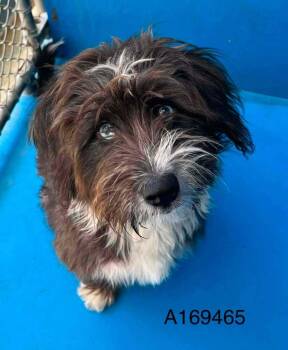 Wisteria -  Lhasa Apso and Dachshund Dog for Adoption in Calgary, Alberta - Wisteria | PetCurious