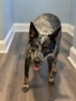 Australian Cattle Dog Blue Heeler and Mixed Breed Dogs Available for Adoption - Muffin | PetCurious