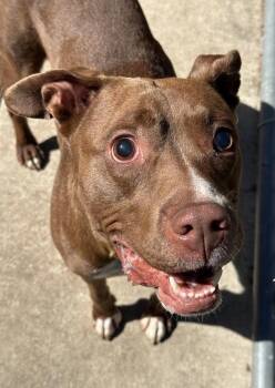 Puzzle -  Pit Bull Terrier Dog for Adoption in Chicago, Illinois - Puzzle | PetCurious