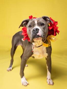 Malu -  Pit Bull Terrier and Mixed Breed Dog for Adoption in Atlanta, Georgia - Malu | PetCurious