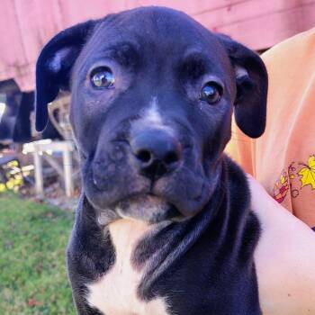 Tennessee -  Pit Bull Terrier Dog for Adoption in Johnson City, Tennessee - Tennessee | PetCurious