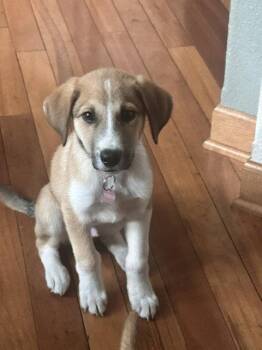 **KORBEL** -  Australian Shepherd and Great Pyrenees Dog for Adoption in North Prairie, Wisconsin - **KORBEL** | PetCurious