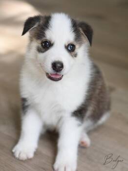 Husky and Great Pyrenees Dogs Available for Adoption - Badger | PetCurious