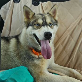 Rescue Mixed Breed Dogs for Adoption in Auburn, Alabama - Rains | PetCurious