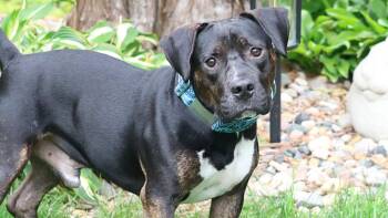 Gouda -  Terrier Dog for Adoption in Sioux Falls, South Dakota - Gouda | PetCurious