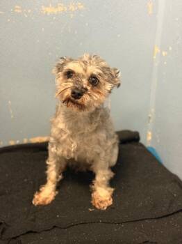 Lucy -  Miniature Schnauzer Dog for Adoption in Columbus, Nebraska - Lucy | PetCurious