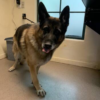 Kobe -  German Shepherd Dog Dog for Adoption in Pasadena, California - Kobe | PetCurious