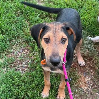 Theodore -  Hound Dog for Adoption in Springfield, Missouri - Theodore | PetCurious