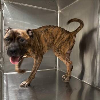 A-aron -  Pit Bull Terrier Dog for Adoption in Des Moines, Iowa - A-aron | PetCurious
