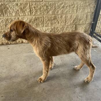 Irish Terrier and Hound Dogs Available for Adoption - Phillip | PetCurious
