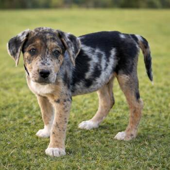 Hound Dogs Available for Adoption in Phoenix, Arizona - Fritz | PetCurious