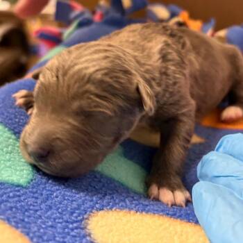 Border Collie Dogs Available for Adoption in Yuma, Arizona - Liv | PetCurious