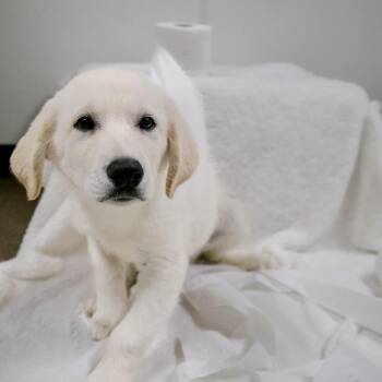 Quilted Northern -  Great Pyrenees Dog for Adoption in Valparaiso, Indiana - Quilted Northern | PetCurious