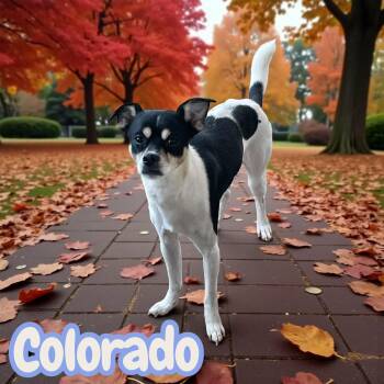 Rescue Chihuahua and Terrier Dogs for Adoption in Chuckey, Tennessee - Colorado - CT | PetCurious