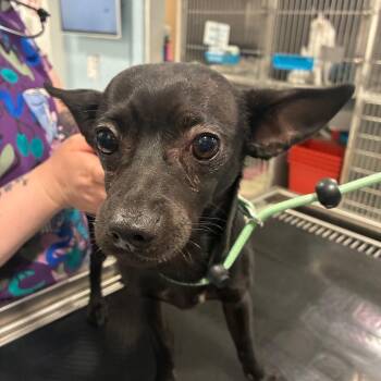 Venom -  Chihuahua Dog for Adoption in Northbrook, Illinois - Venom | PetCurious