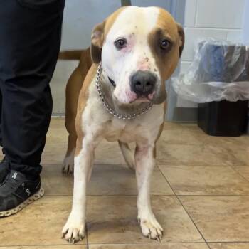 Pit Bull Terrier and Mixed Breed Dogs Available for Adoption - Honey | PetCurious