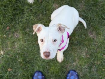 Labrador Retriever and Pit Bull Terrier Dogs Available for Adoption in Oceanport, New Jersey - Eden | PetCurious