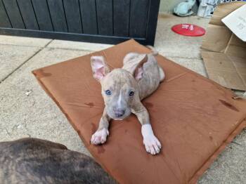 Wells -  Terrier Dog for Adoption in Aurora, Illinois - Wells | PetCurious