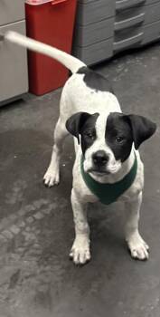 Hound and Mixed Breed Dogs Available for Adoption in North Charleston, South Carolina - 05193B Chip | PetCurious