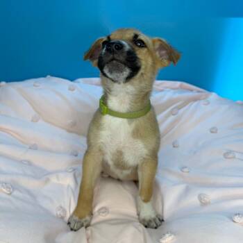 German Shepherd Dog and Mixed Breed Dogs Available for Adoption in San Antonio, Texas - Victor | PetCurious