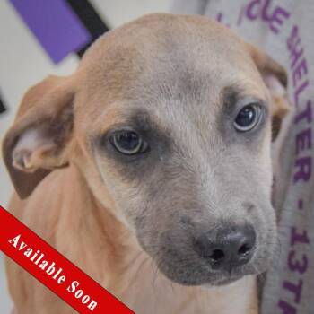 Duran -  Italian Greyhound and Shih Tzu Dog for Adoption in Huntley, Illinois - Duran | PetCurious